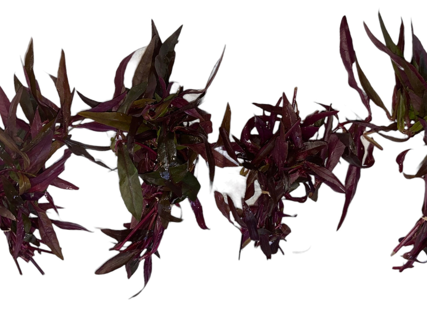 Water amaranth red bunch bright pink/red