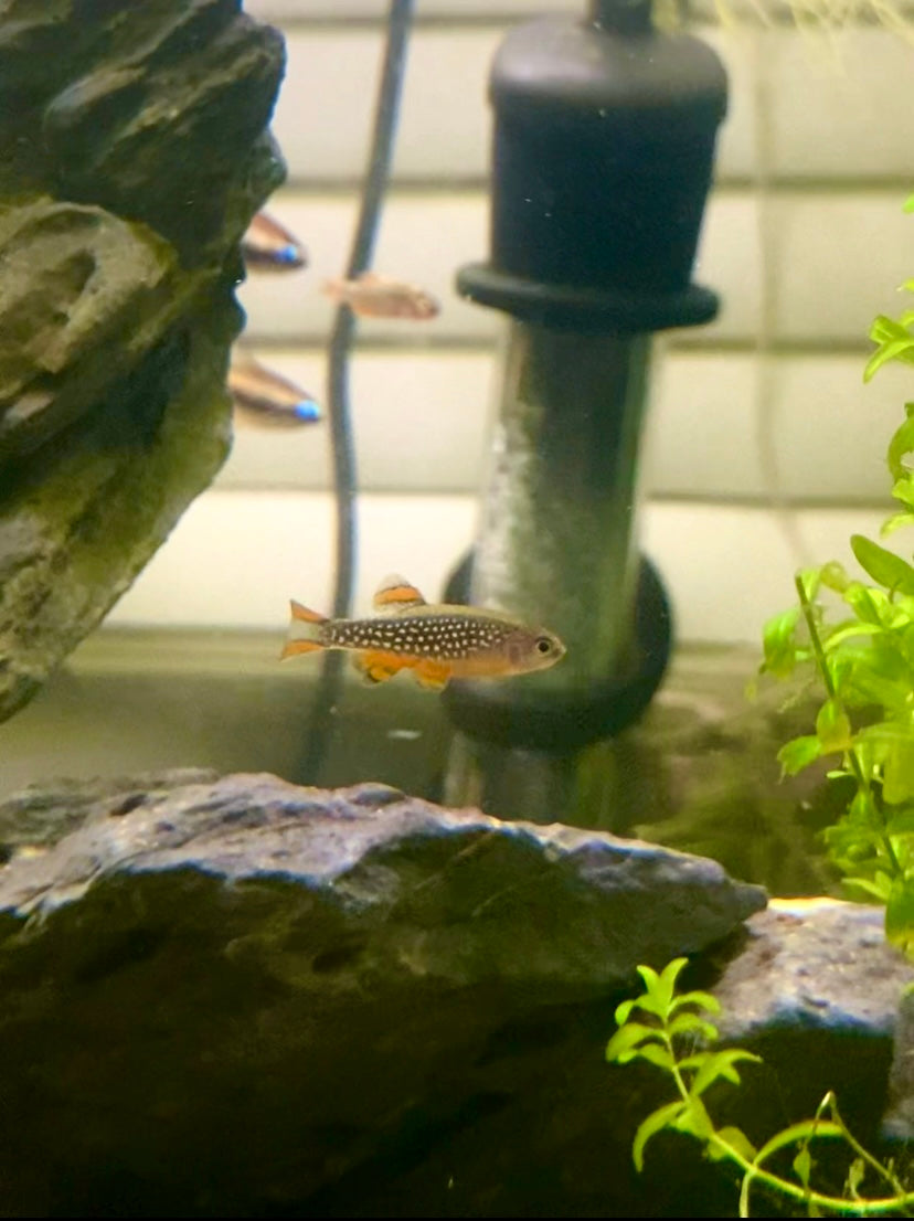 Galaxy rasbora (celestial pearl danio)
