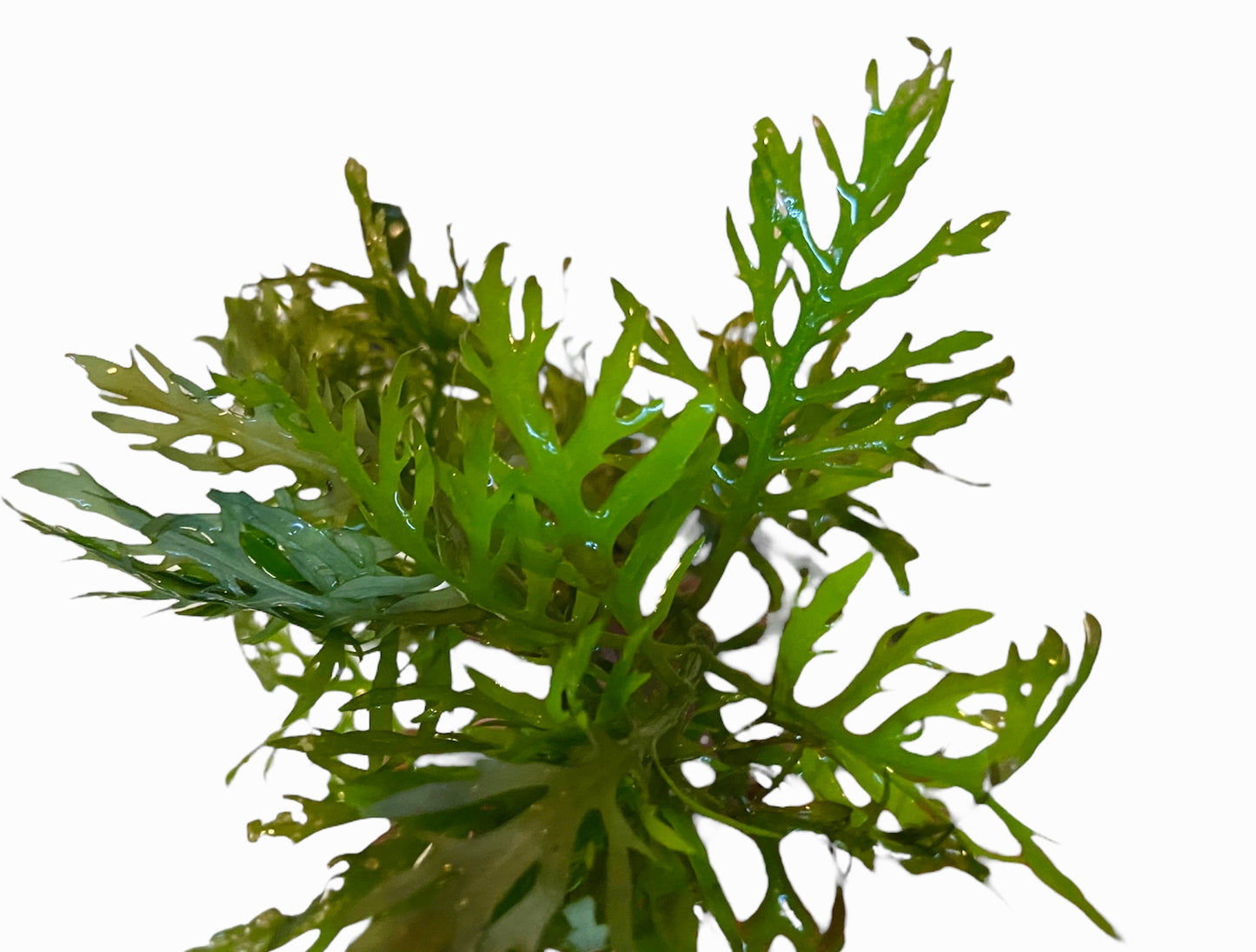 Wysteria bunch (Hygrophila Difformis / Synnema Triflorum.)