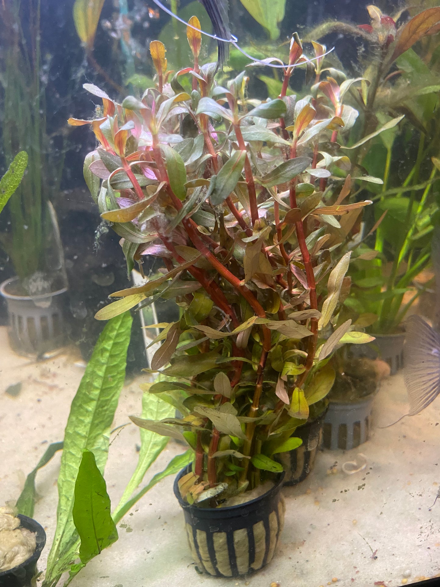 Rotala rotundifolia potted