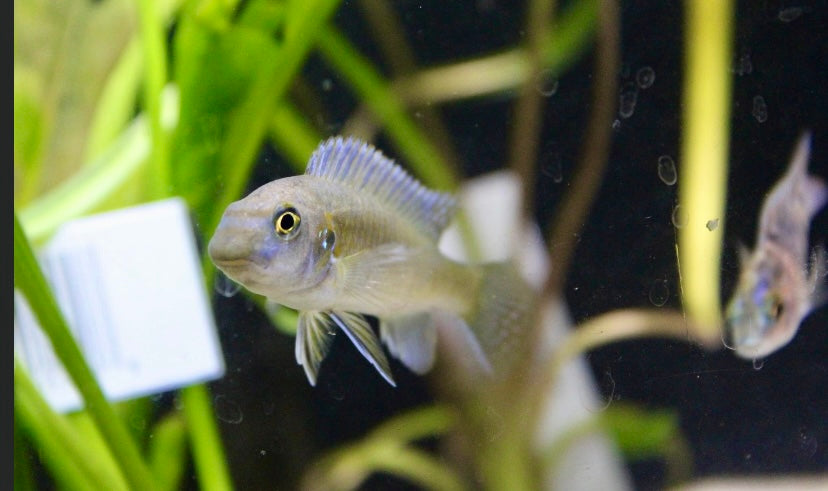 Red top trewavasae cichlid