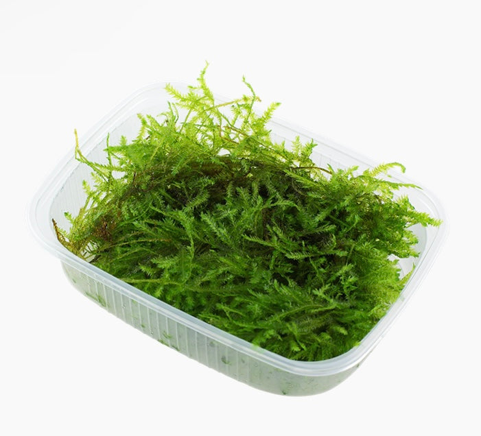 Vesicularia montagnei 'Christmas Moss'