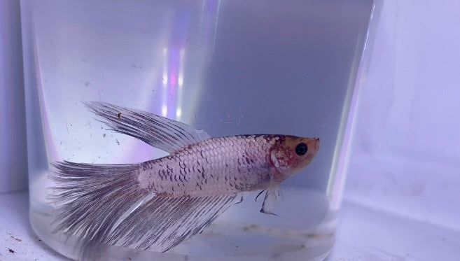 Dragon scale male betta