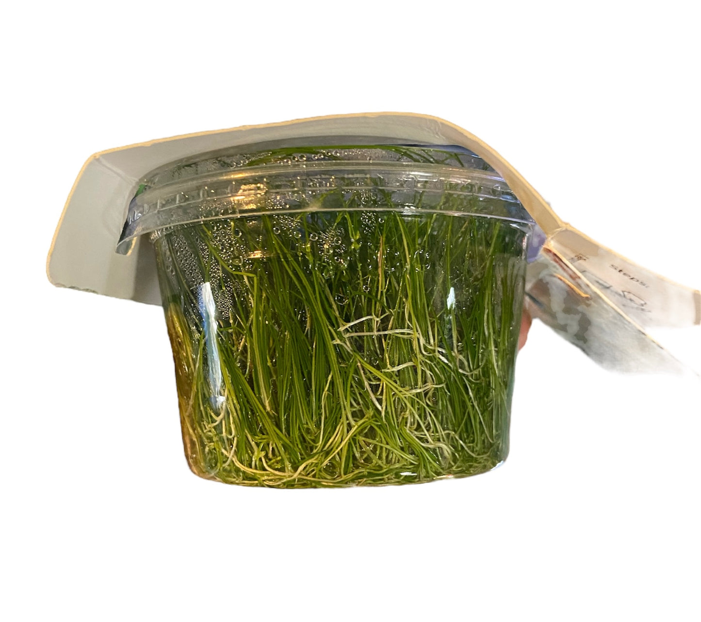 Eleocharis acicularis - tissue culture/cup