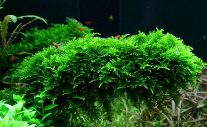 Vesicularia montagnei 'Christmas Moss'