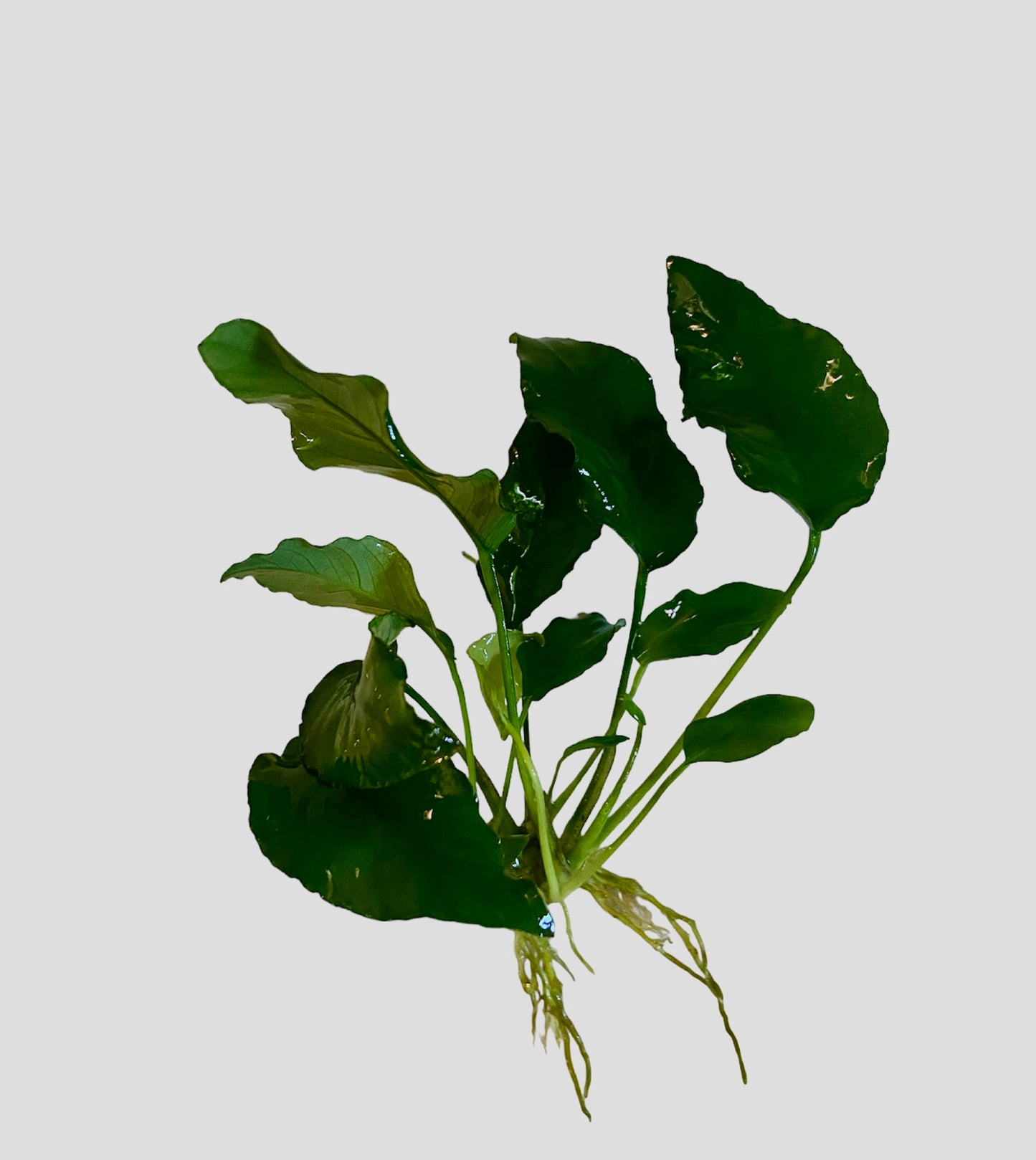 Anubias barteri var nana