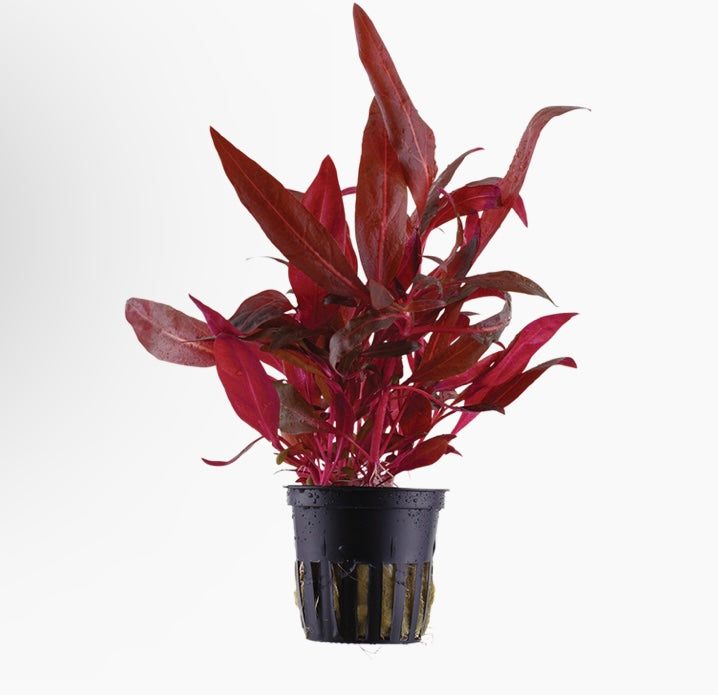 Alternanthera reineckii 'Rosanervig' potted tropica