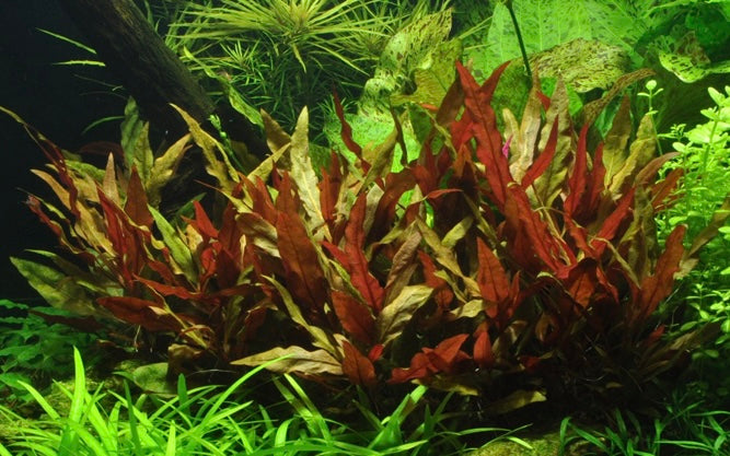 Alternanthera reineckii 'Pink' potted tropica