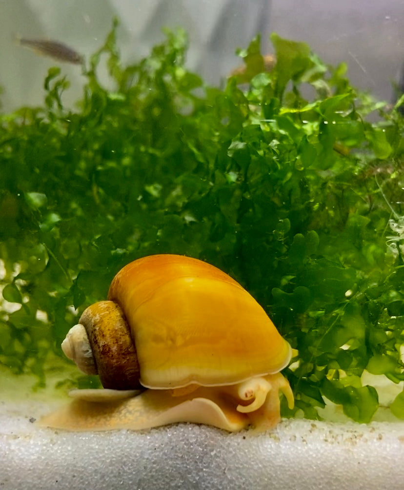 orange mystery snail(Pomacea
bridgesii)
