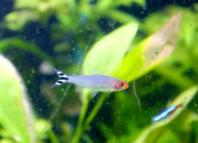 Rummynose Tetra (Hemigrammus
rhodostomus)