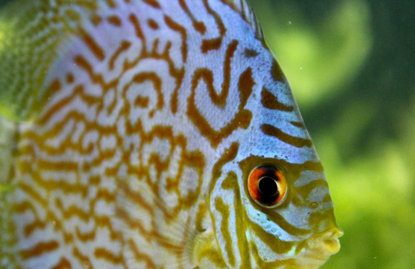 Discus, Blue turquoise preorder (Symphysodon sp)