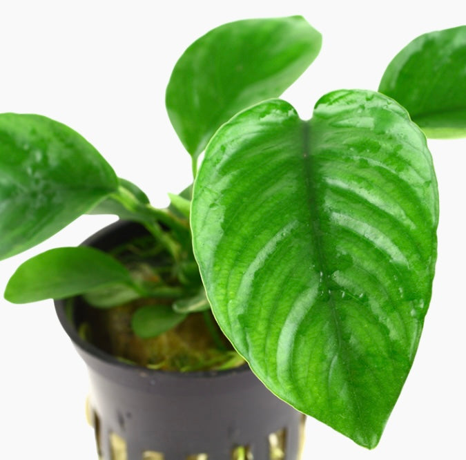Anubias barteri var. caladiifolia potted tropica