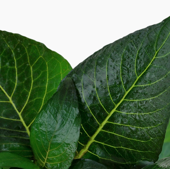 Hygrophila corymbosa 'Compact' potted tropica