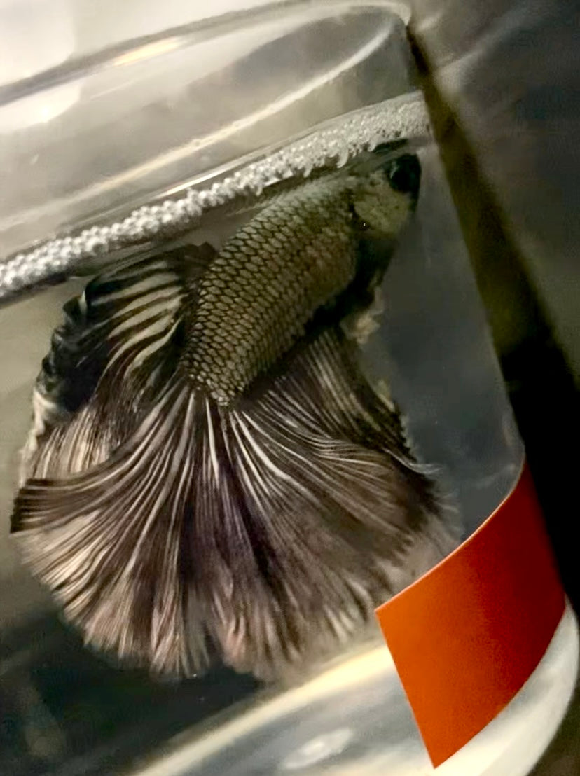 Dragon scale male betta
