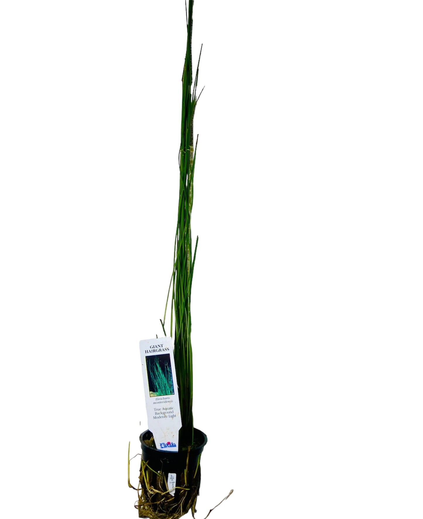 Giant hair grass potted (Eleocharis montevidensis)