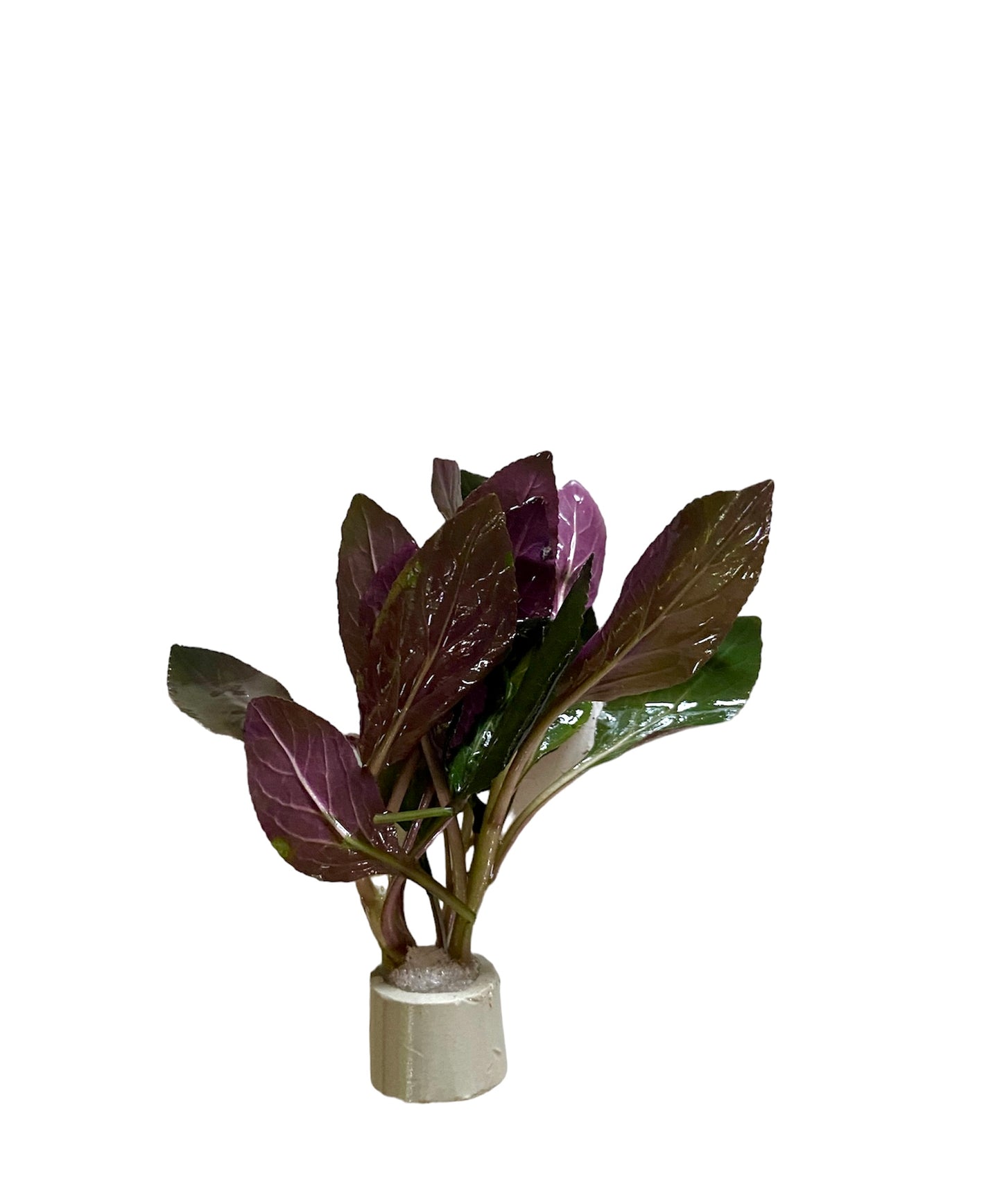 Lobelia cardinalis bunch