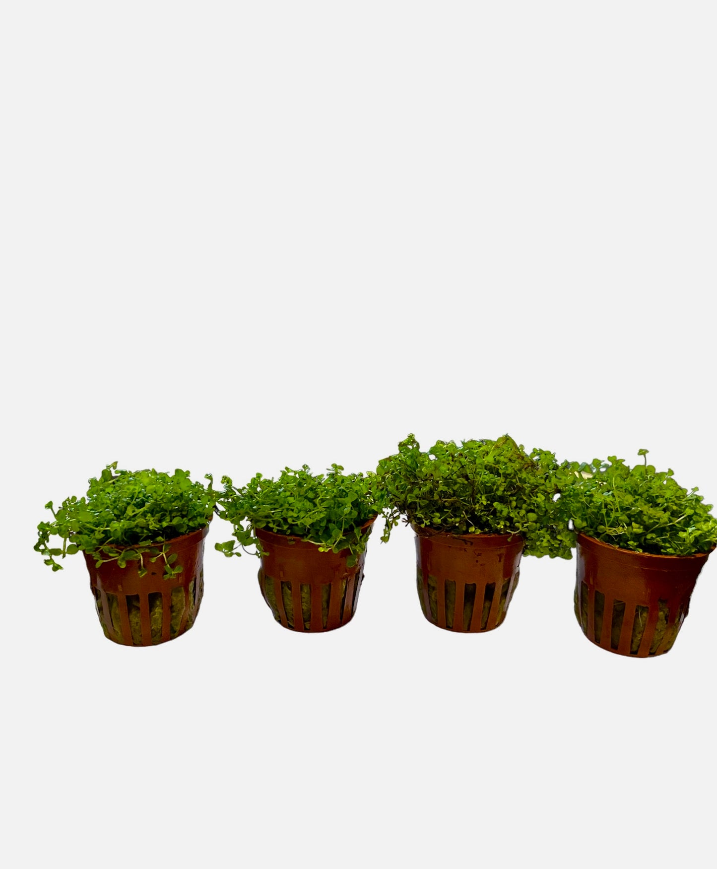 Potted Monte Carlo (Micranthemum tweediei)