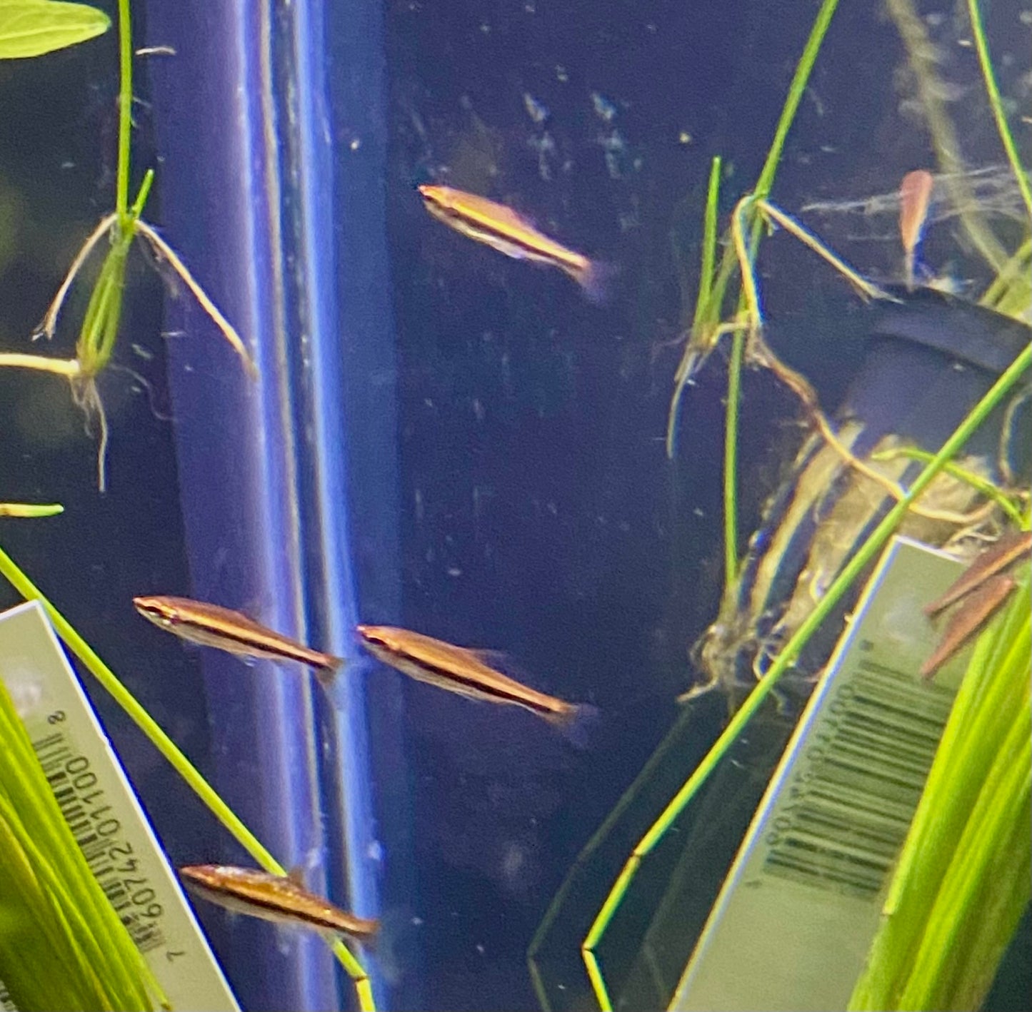 Coral red pencil fish (Nannostomus mortenthaleri)