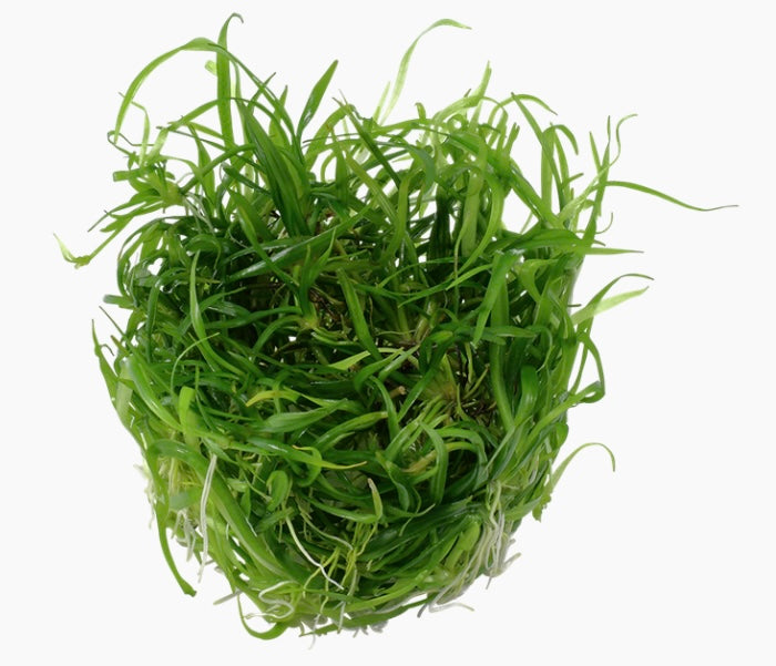 Helanthium tenellum 'Green' tropica 1-2 grow cup