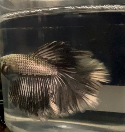 Dragon scale male betta