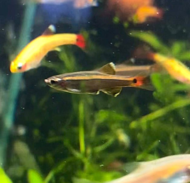 White cloud Minnow