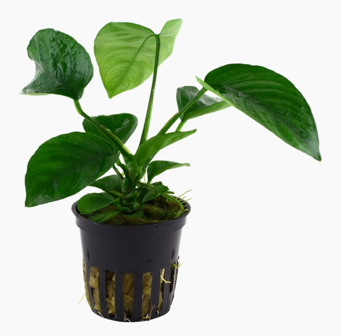 Anubias barteri var. caladiifolia potted tropica