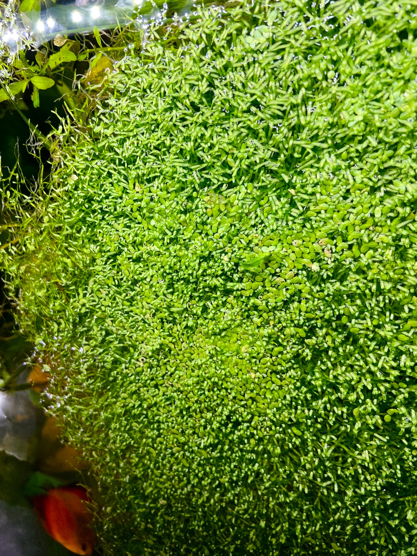 Riccia Fluitans (crystalwort)