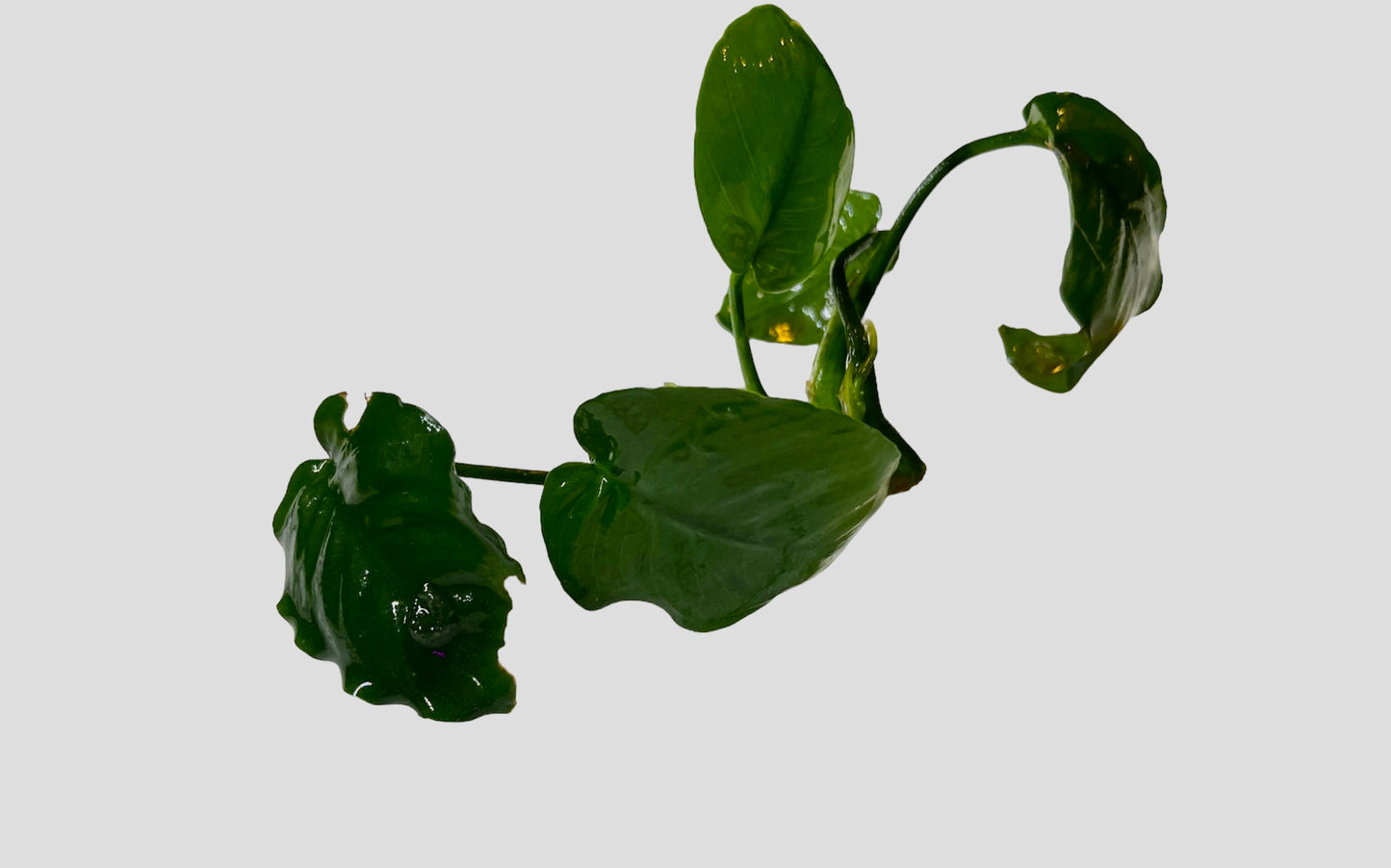 Anubias barteri striped
