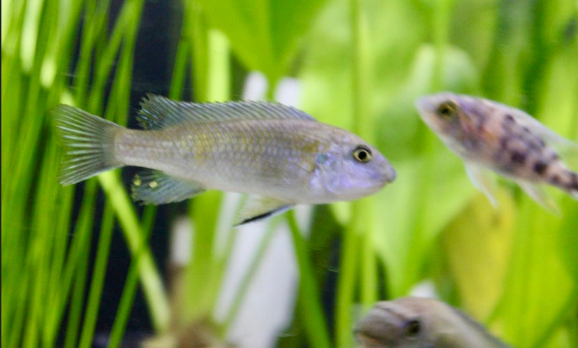 Red top trewavasae cichlid