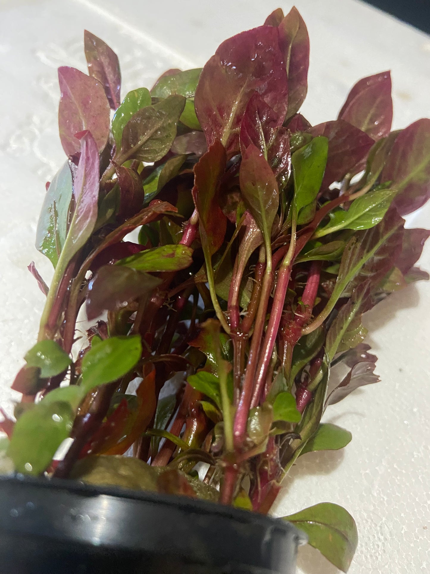 Ludwigia repens red potted