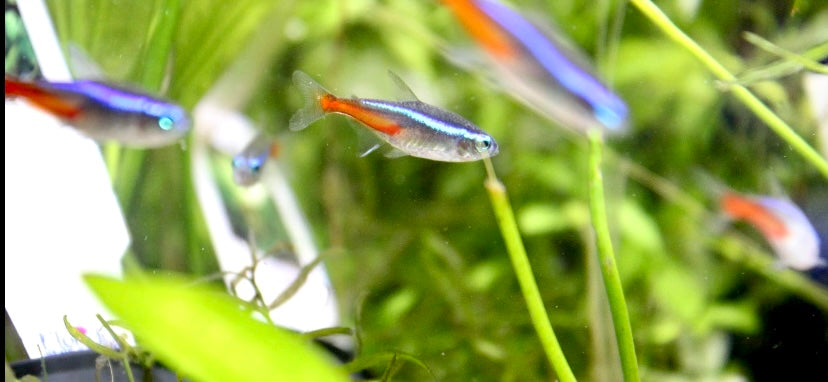 Neon tetra (Paracheirodon innesi)