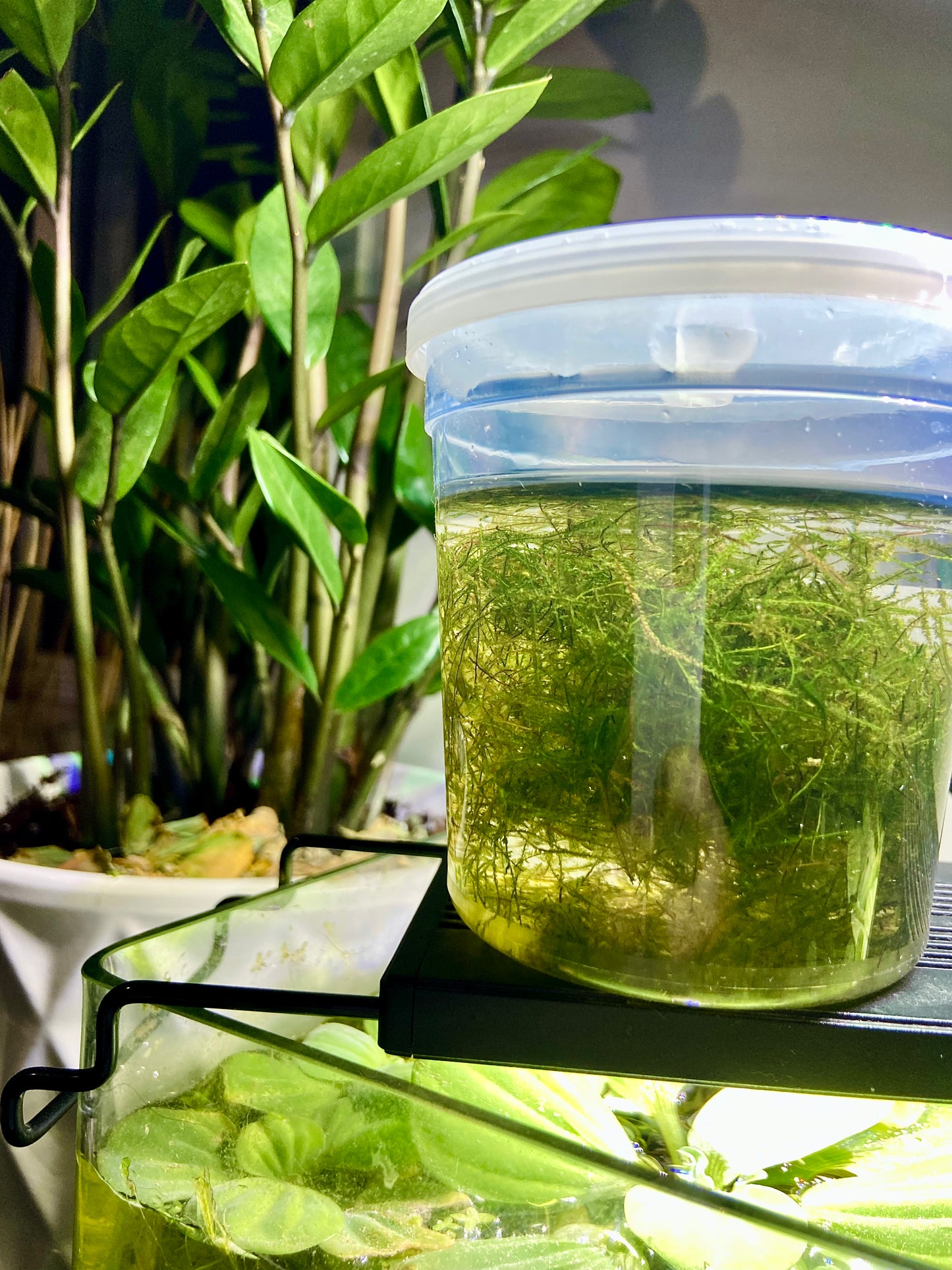 Java moss portion  (Vesicularia dubyana)