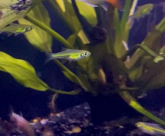 Green kubotai rasbora (Microdevario kubotai)