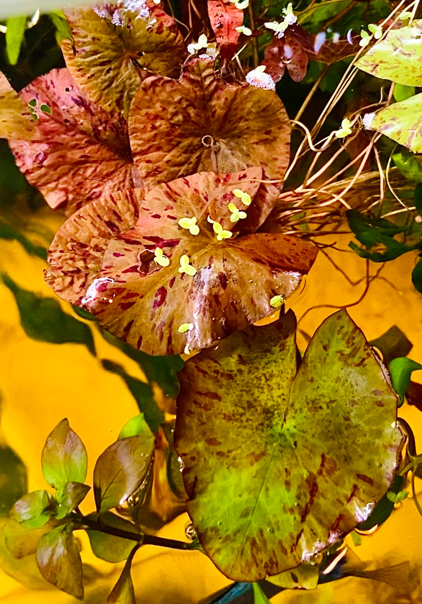 Tiger lotus red bulb (Nymphaeaceae)