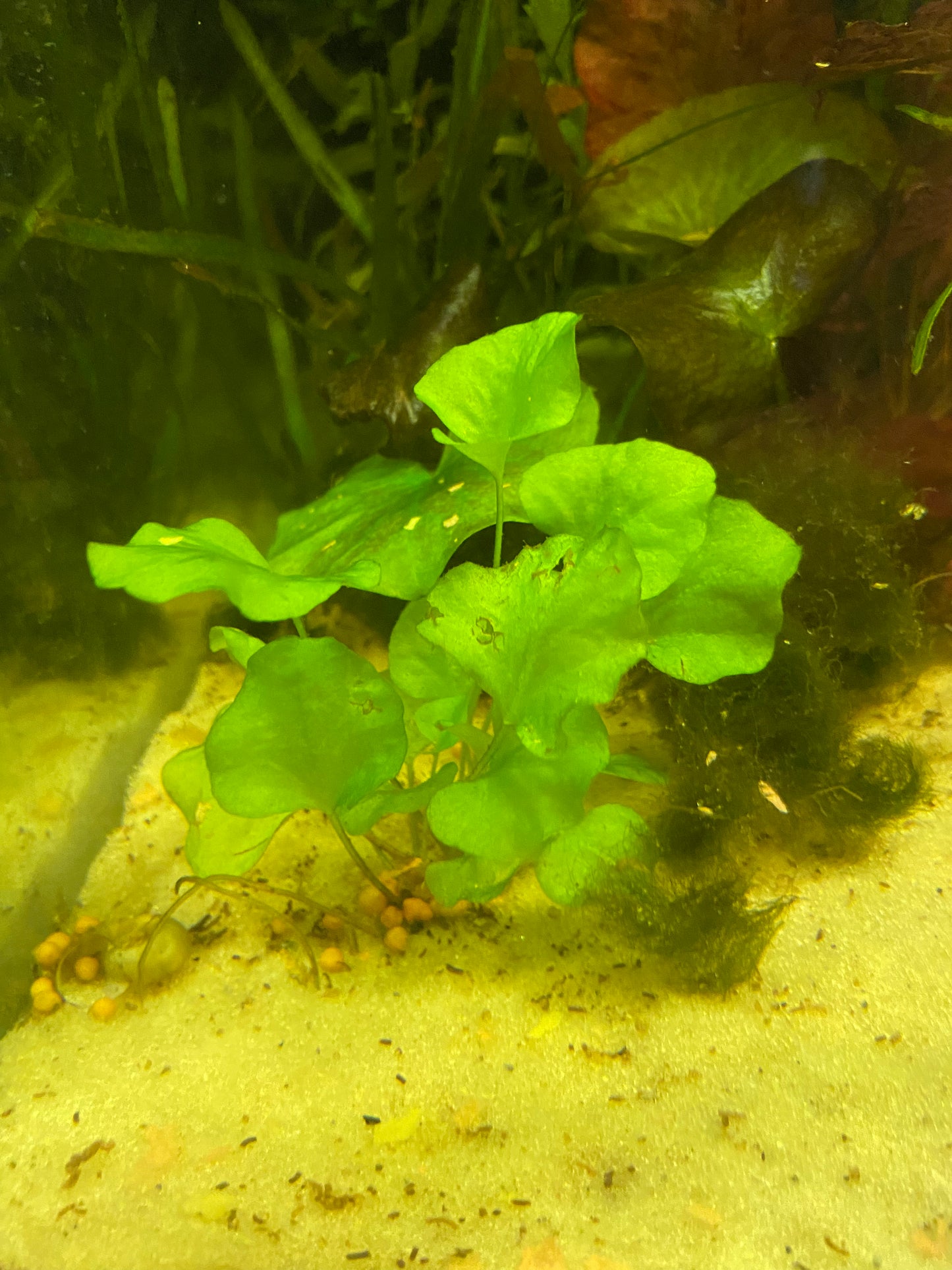 Banana plant  (Nymphoides
aquatica)