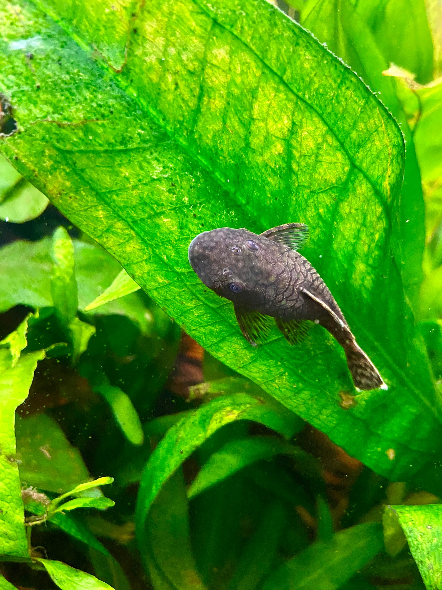 Bristlenose pleco (Ancistrus cirrhosus)