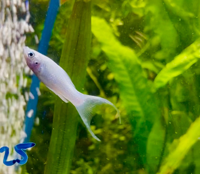 lyretail molly assorted (Poecilia latipinna)