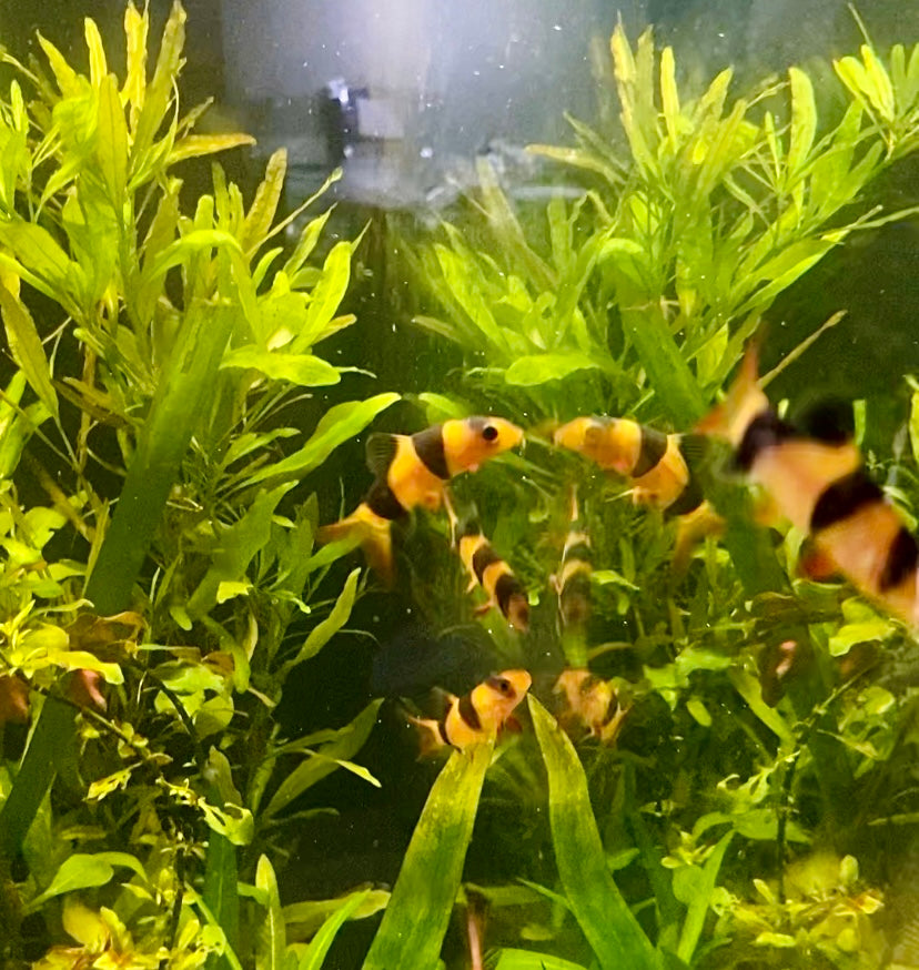 Clown loach (Chromobotia
macracanthus)