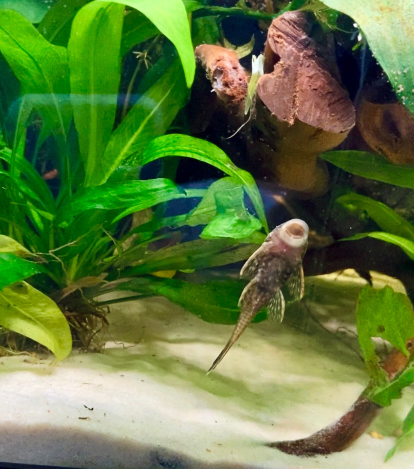 Bristlenose pleco (Ancistrus cirrhosus)