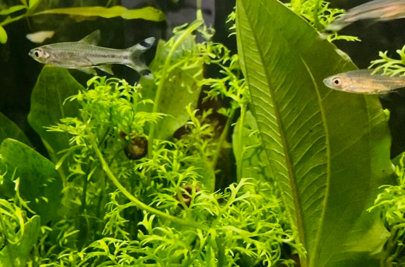 Rasbora,scissortail (Rasbora trilineata)