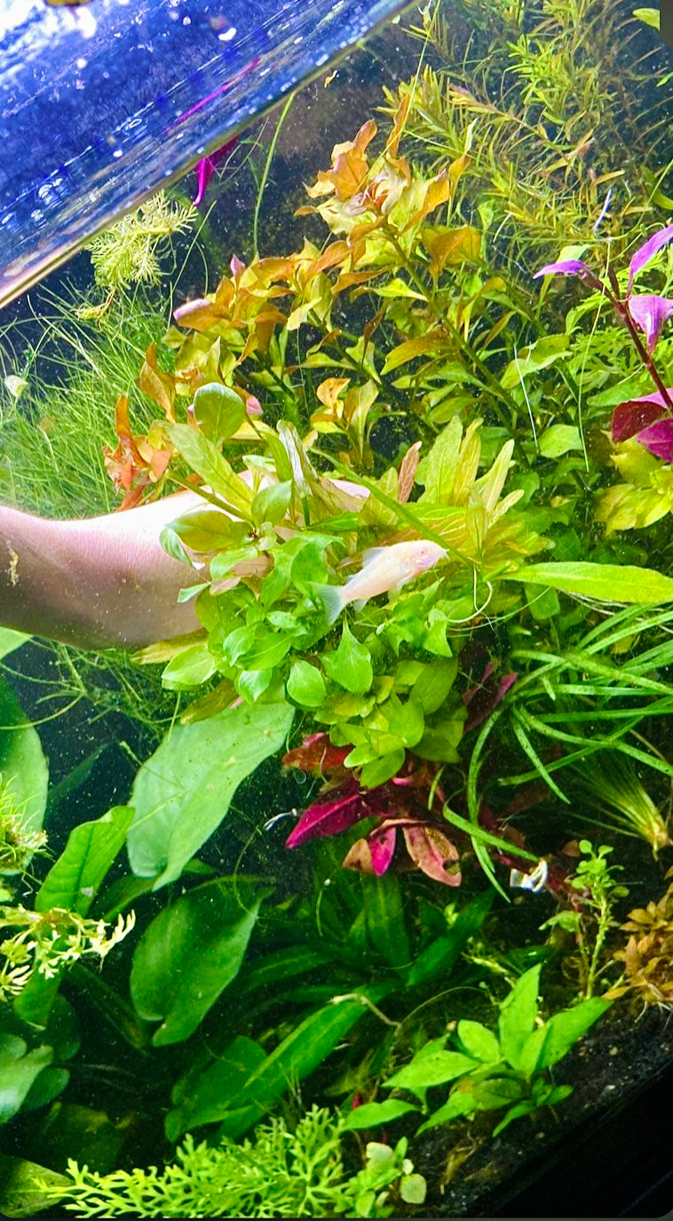 Albino Cory (Corydoras
aeneus)