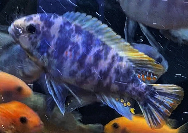 labeotropheus fuelleborni ob/ metriaclima greshakei hybrid bred in house