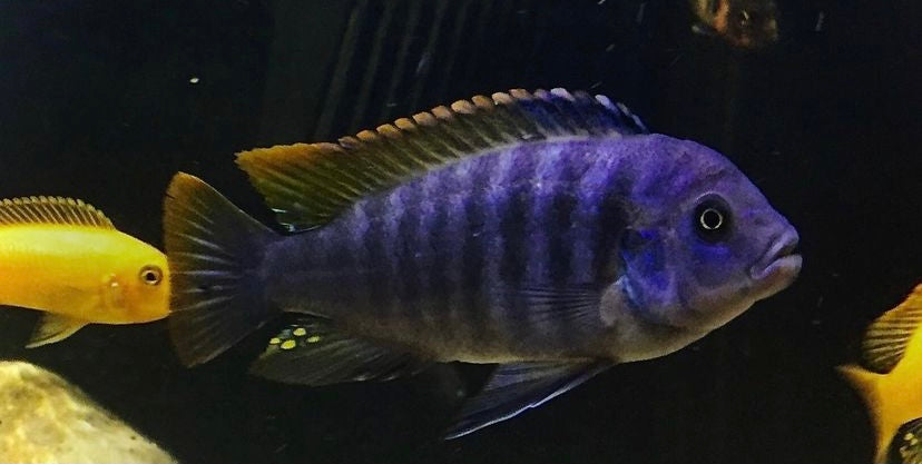 Blue zebra mbuna cichlid (Maylandia callainos)