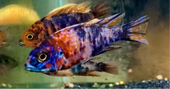 Ob peacock cichlid (Aulonocara sp.)