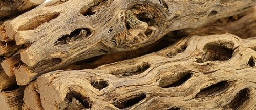 Cholla wood