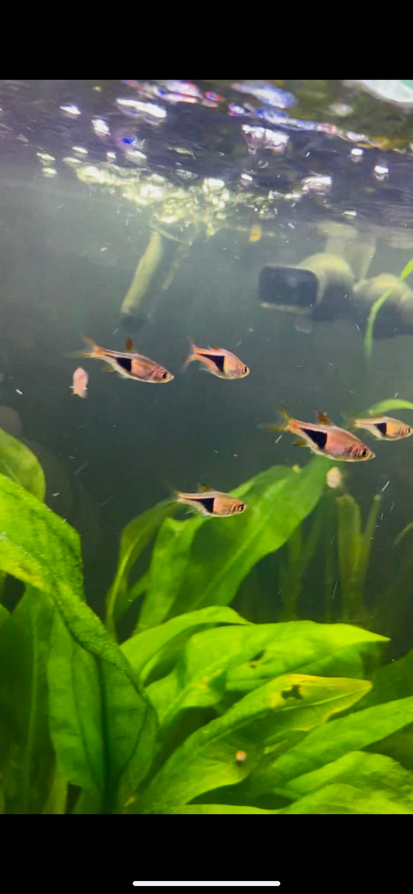 Harlequin rasbora (Trigonostigma
heteromorpha)