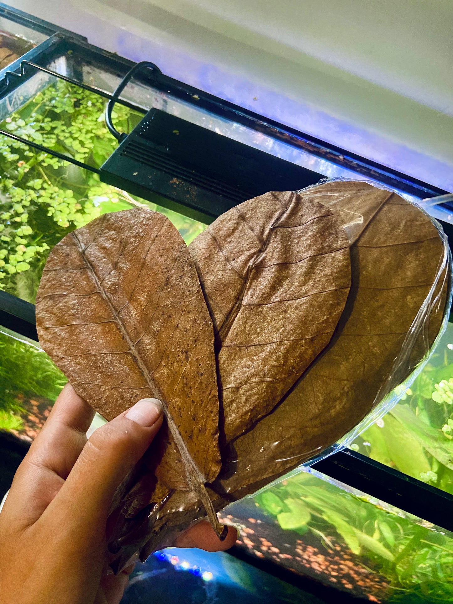 Mini Indian almond leaves