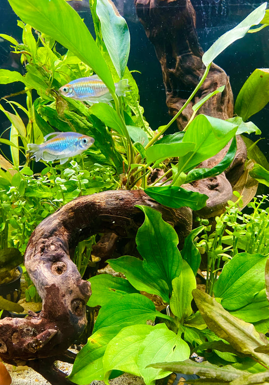 Congo tetra