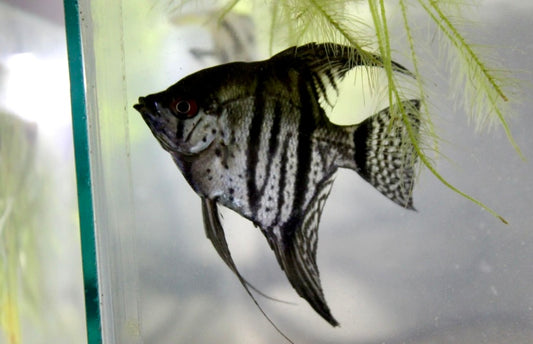 leopard/zebra lace angelfish medium