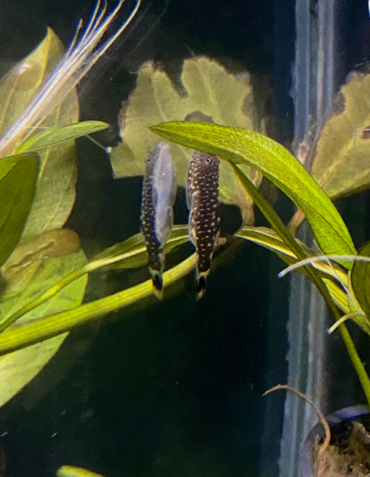 Borneo loach(Pangio shelfordii)
